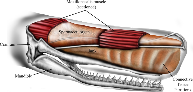 Image: Ali Nabavizadeh via PeerJ